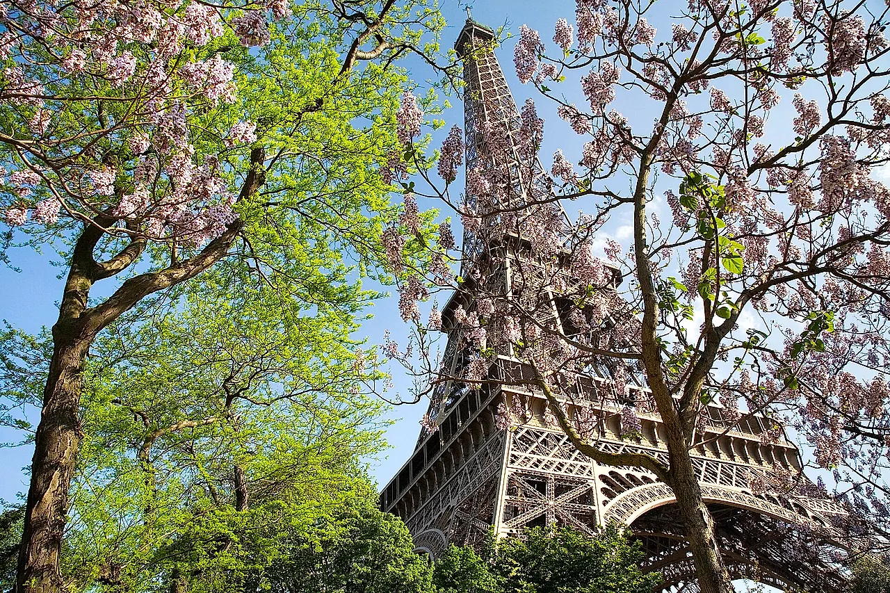 The Eiffel Tower in spring, its iron lattice framed by green leaves and pink blossom on the branches in the foreground.